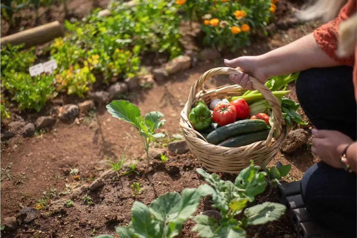 Meerjarige groenten: duurzame keuzes voor de tuinliefhebber