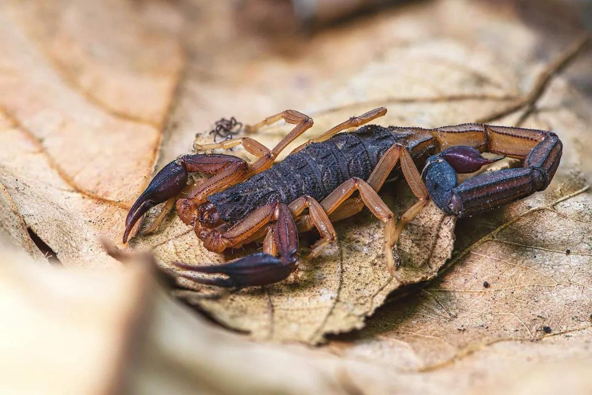 Scorpioenen en de verrassende rol van planten in je tuin