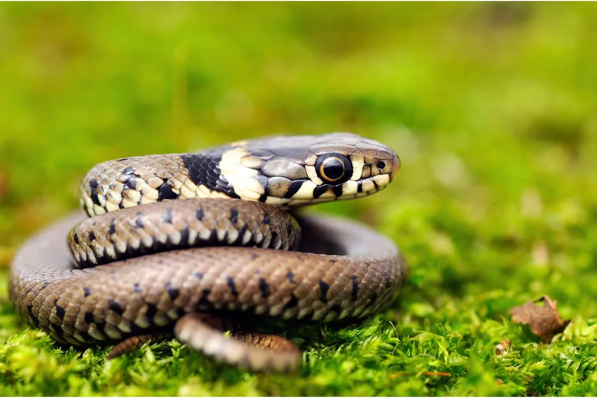 Hoe houd je slangen uit de tuin?