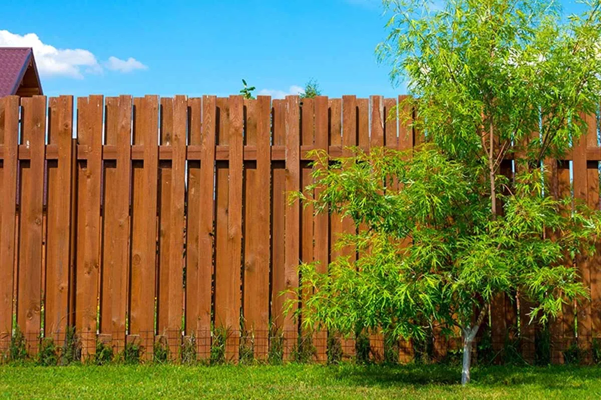 Het snoeien van de boom van je buurman: handvatten en aandachtspunten
