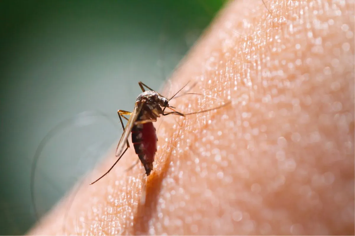 Weegbree: De Verrassende Hulp in de Tuin Tegen Insectenbeten